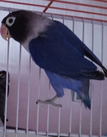 шпиц бу: Müxtəlif rənglərdə olan bu sevimli tutuquşular, evinizə sevinc və — 7