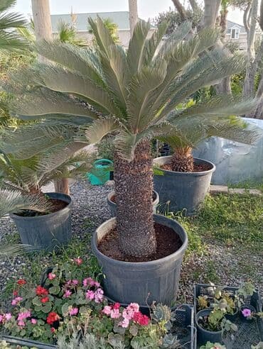 Sifarişlə əl işləri: Agaclar
gubreler guller — 4