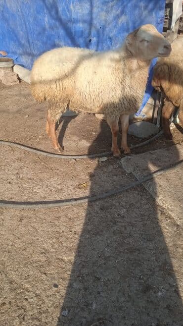 Toyuqlar: Sekildeki qoçlar menimdir alverci deyiləm isnen elaqedar bazara gede — 1