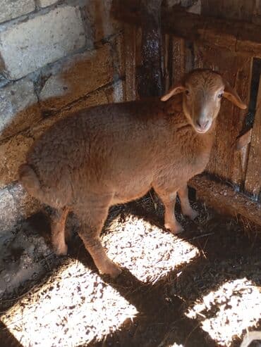 qoclar: Quzu, Dişi, ay: 3, Damazlıq — 4