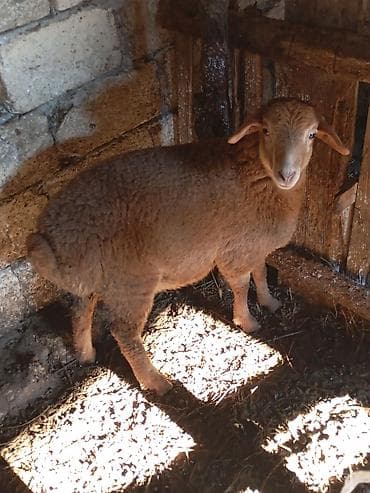 Digər heyvanlar: Quzu, Dişi, ay: 3, Damazlıq — 2