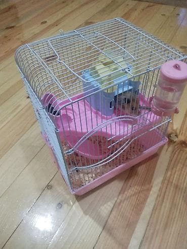 клетка для хомяка: Xamyakla bir yerdə satlır — 1