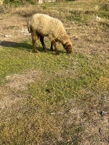 cins qoyunlar: Erkək toğlu 24kq qiyməti 17₼ — 2