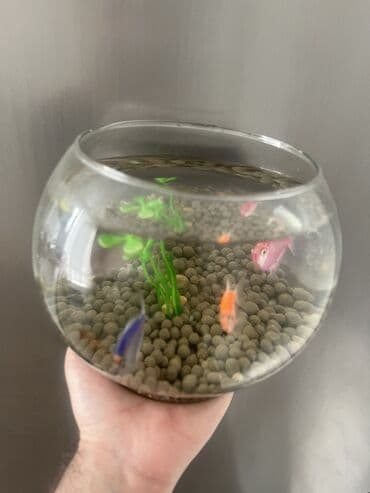 компрессор для аквариума бишкек: Круглый аквариум, Вместе с рыбами, 3 л, Платная доставка — 1