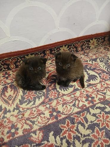 pişik bala: İki ədəd balaca bal paltarlı pişik balası - Rəng: tünd — 2