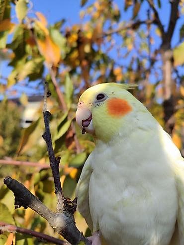 hesterxan qusu: Erkək Karella satılır adı Ori di 7 aylıq quşdu ələ çiyinə başa rahat — 10