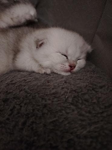 baliq akvarium satisi: Şinşilla, Erkək, Yaxşı əllərə, Ödənişli çatdırılma — 2