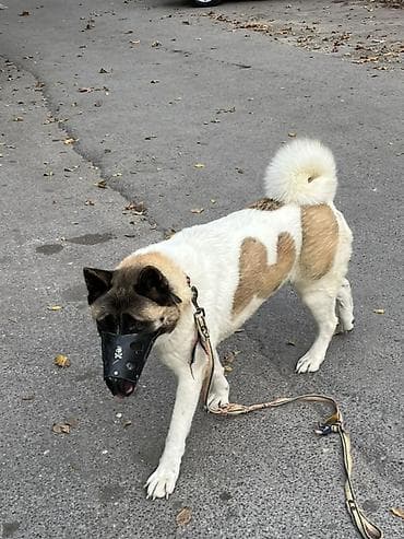 doberman satilik: Akita-inu, 4 il, Sənədli — 7