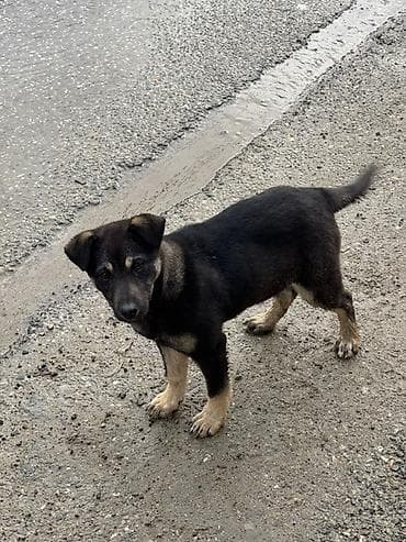 afçarka itləri: 4 aylığdı qeşey hürmeyi var həyəti, heyvanları, sahiblərni, cox yaxşı — 3