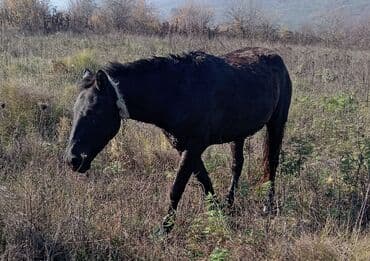 balasına sud verməyən qoyuna nə deyirlər: Minilmiyən dayçadı madyandı çaparağı var isdiyən buyursun — 3