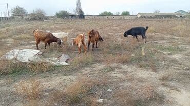 Декор и интерьер: Гостиный стол, Новый, Раскладной, Плетеный, Угловой стол — 3