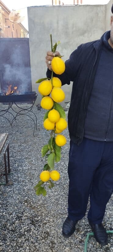 Tinglər: Məhsul: Şitil/bitki – limon ağacı (istixana şəraitində yetişdirilir) — 5