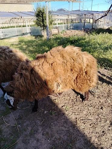 Qoyun – yerli cins, tünd-qəhvəyi yunlu Məhsulun təsviri: - — 10