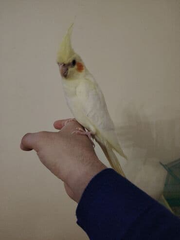 Lincoln: Dayanır. Sakit xasiyyətli, insanlarla ünsiyyətə açıqdır, evdə — 2