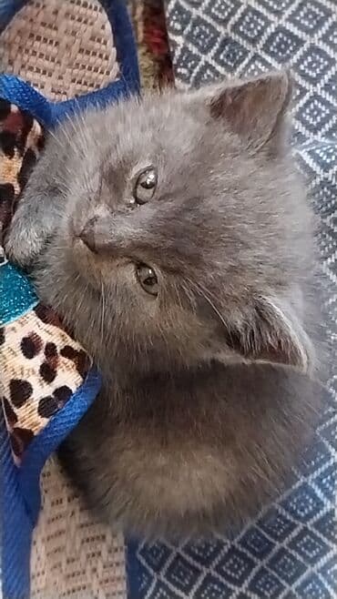 şirin pişik şekilleri: Boz rəngli balaca pişik balası - Cins: boz xəzli, qısa tüklü pişik — 1