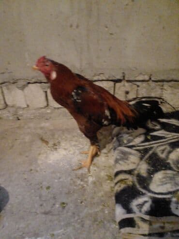 Куры: Петух, Indonesiya, лет: 1, Самовывоз — 9