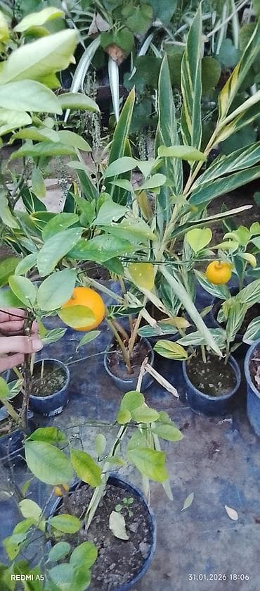 beqoniya bitkisi: Bütün Bölgələrə səliqəli Çatdirilma Edirəm Ətraflı görüntülü — 1