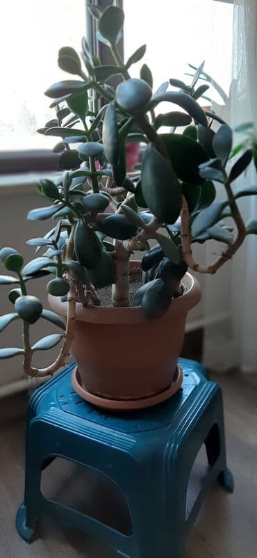 Денежное дерево цена 10 ман