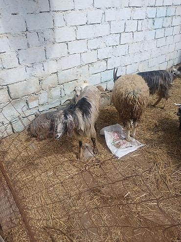 Quzu: Ekiz tek balali keciler — 4