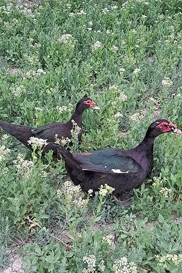 bala tutuquşu: Erkək, Damazlıq, Pulsuz çatdırılma — 2