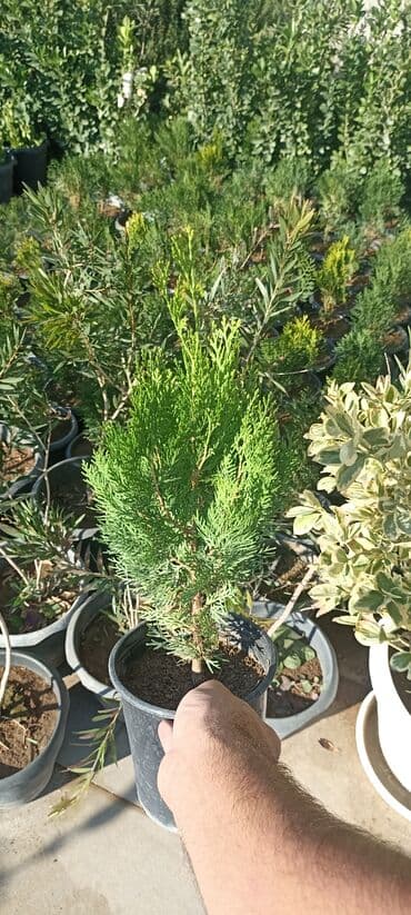 gül toxumları satışı: Dekorativ çöl bitkilərinin satışı və Sifarişlə yetişdirilməsi.Satış — 14