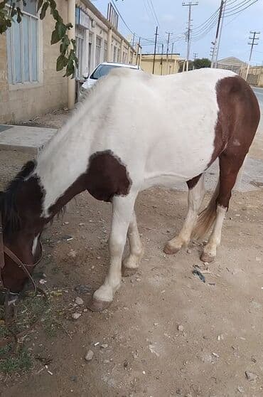 Erkək, Ərəb, il: 4, Pulsuz çatdırılma