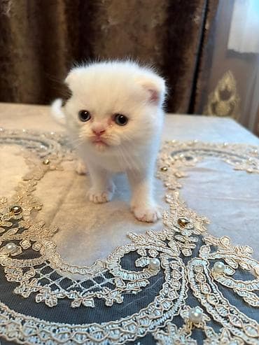 lalafo pişiklər: Ekzot, Erkək, Cütləşmə üçün — 2