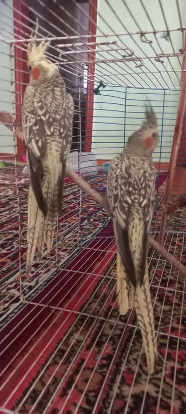 əbabil quşu satılır: Salam.Tam saglam 8ayliq. 4 eded var Isteyen buyursun cutunu alana — 5