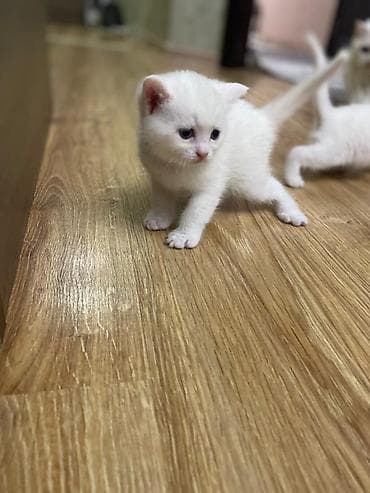 Erkək, Dişi, Yaxşı əllərə, Ünvandan götürmə, Pulsuz çatdırılma, Ödənişli çatdırılma