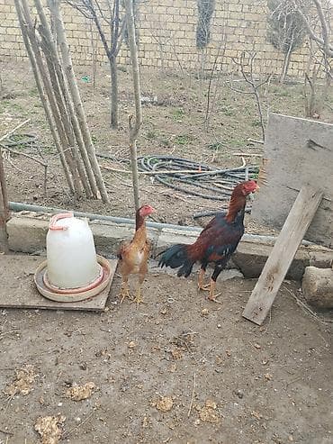 samoyed satisi: Toyuq, Damazlıq — 5