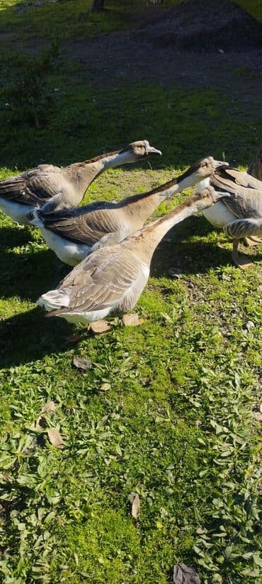 en cox sud veren inekler: Erkək, Damazlıq, Ödənişli çatdırılma — 2