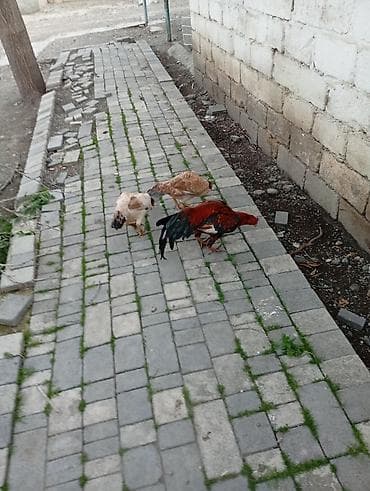 toyuğu: Toyuq, Damazlıq — 1