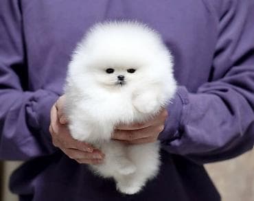 keçi satilir: Şpitz, 2 ay, Sənədli — 1