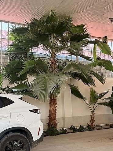 ucuz tablo: Tropik dekor üçün böyük ölçülü palma ağacı - Növ: Fan formalı — 1