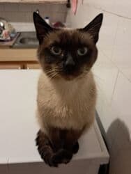 где продаются кошки: Сиамская, Самец, Для вязки, Самовывоз — 2