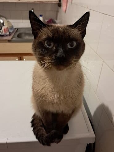 купить сиамского котенка: Сиамская, Самец, Для вязки — 3