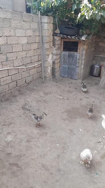 avçarka balaları: Qaz balaları kuban 50 günlük və onlardan da böyük lal ördəklər həm — 3