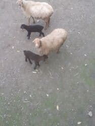 отдам в добрые руки собаку: 3 balalı hevandı — 1