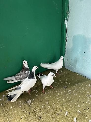 qaz linda: Qiymet 1 ne aitdi — 3