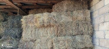 Məhsul: Bağlamalı quru ot /yonca satilir 400 eded var 4.50 m Təsvir