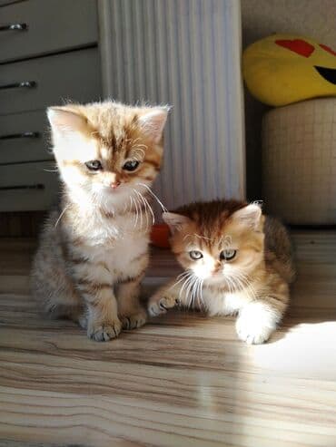 Qızıl şinşilla, Erkək, Yaxşı əllərə, Ünvandan götürmə, Ödənişli çatdırılma