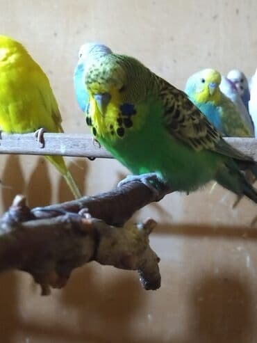 Salam çexlər var satışda bala böyük hazır cüt hər ayda hər yaşda hər lalafo.az -da Salam çexlər var satışda bala böyük hazır cüt hər ayda hər yaşda hər