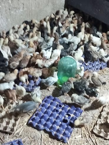 brama toyuğu: Toyuq cücələri, Damazlıq — 2