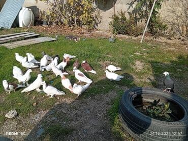 С/х животные и товары: Salam quşdar kom satilir biri 10 manatan içində yakabində var bahalı — 2