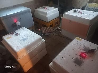 inkubator 2020: Bütün növ quşlaq üçün — 3