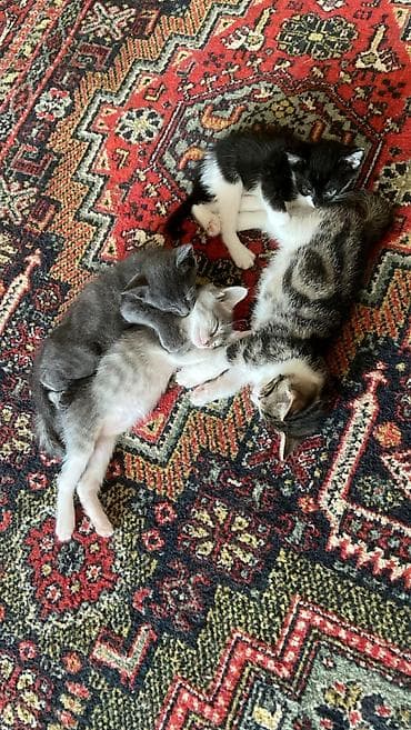 Erkək, Dişi, Yaxşı əllərə