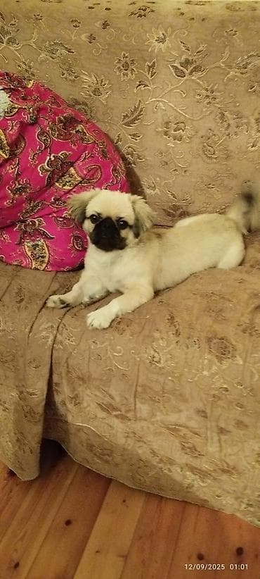 Digər heyvanlar: Pekines, 6 ay, Erkek — 1