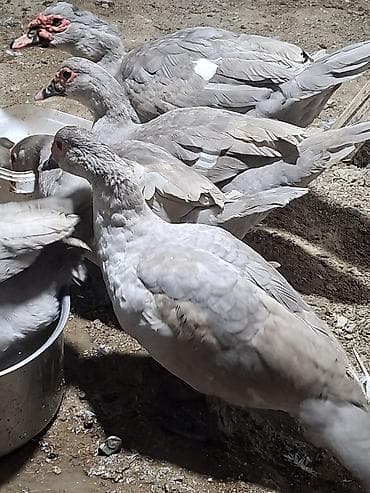 cane corso yavru: Temiz cins cavan lavanda ordekleri satilir tam damazliq 9 disi 1 erkek — 3