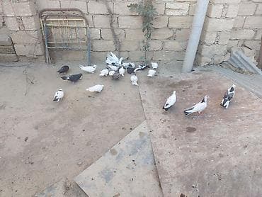 pisik ag: Salam tam sağlam heyvanlardı 20 dənə heyvandı içndə hər nişan heyvan — 3