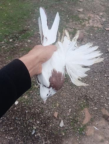 bulbul satılır: Cins: bəzək göyərçini (ağ-qəhvəyi rəng çaları ilə) Rəng: əsasən ağ — 1